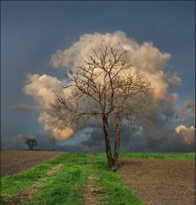 cloud tree